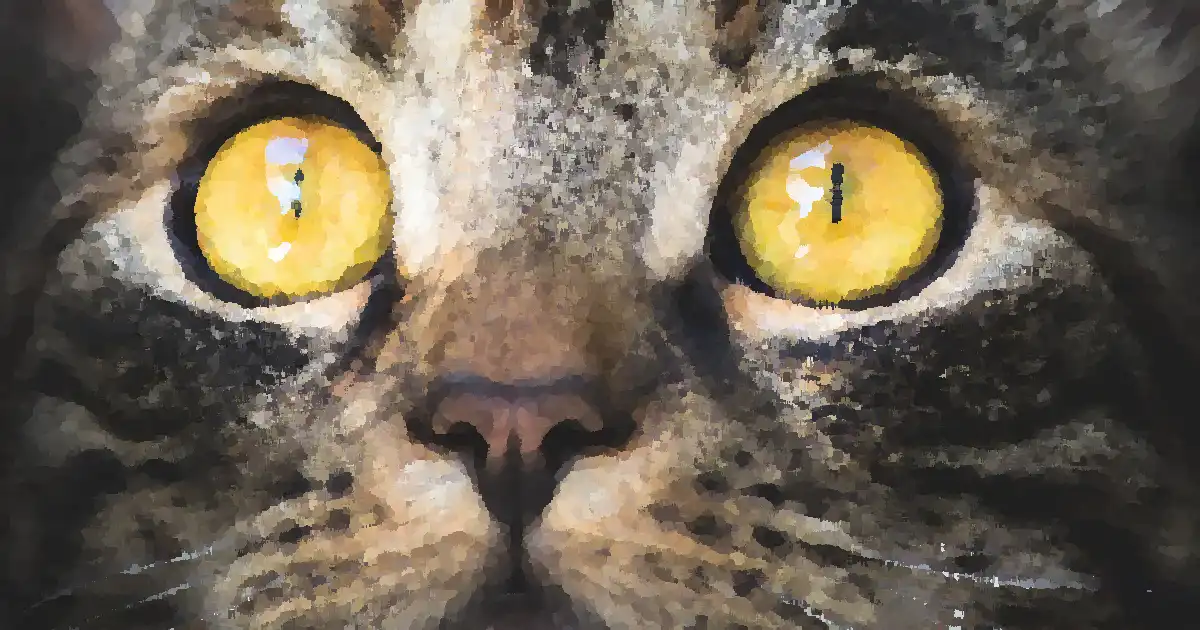 Cat with yellow eyes